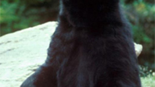 Bearly Legal